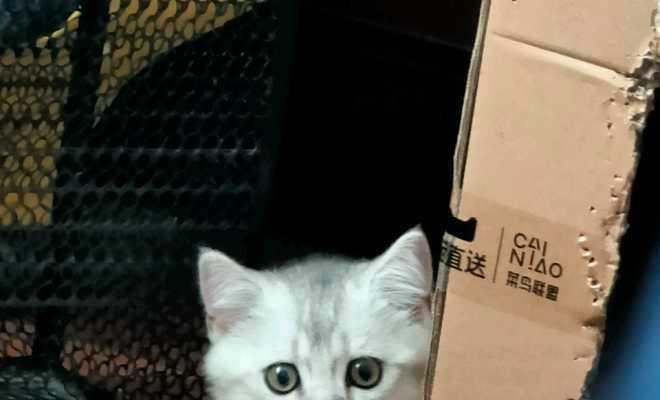 揭秘猫咪鼻孔边缘的黑色原因（宠物猫为何鼻孔边缘会出现黑色斑点？）
