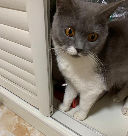 猫咪鼻涕带血，如何应对？（教你如何处理宠物猫咪的鼻涕带血问题）