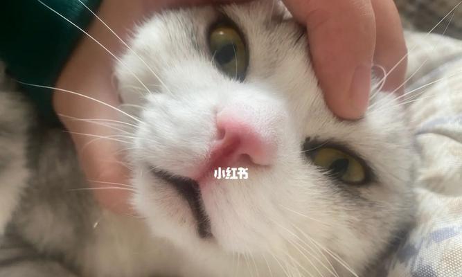 猫咪鼻子为什么会变白？（探究猫咪鼻子变白的原因与相关疾病）