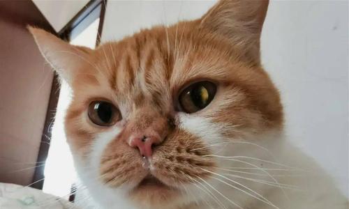 猫咪鼻子上的棕色粘粘物（如何预防和清除猫咪鼻子上的棕色粘粘物）