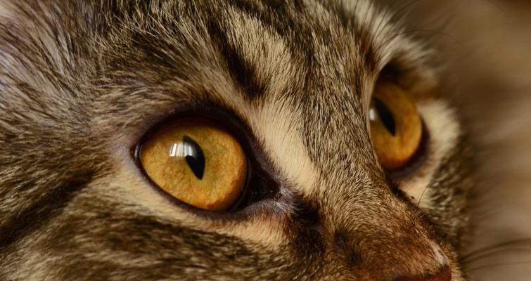 猫咪鼻子上的棕色粘粘物（如何预防和清除猫咪鼻子上的棕色粘粘物）