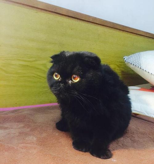 探讨猫咪黑色干硬便便现象