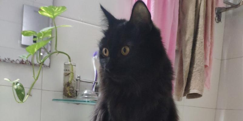 探讨猫咪黑色干硬便便现象