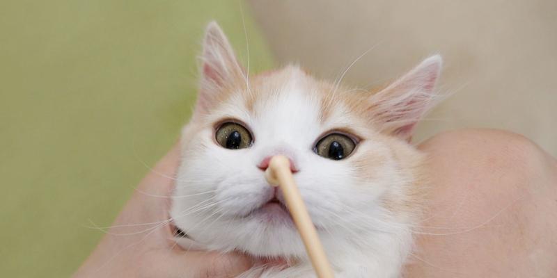猫咪不配合，也需要刷牙吗？（宠物护理的重要性及解决猫咪不配合刷牙的方法）