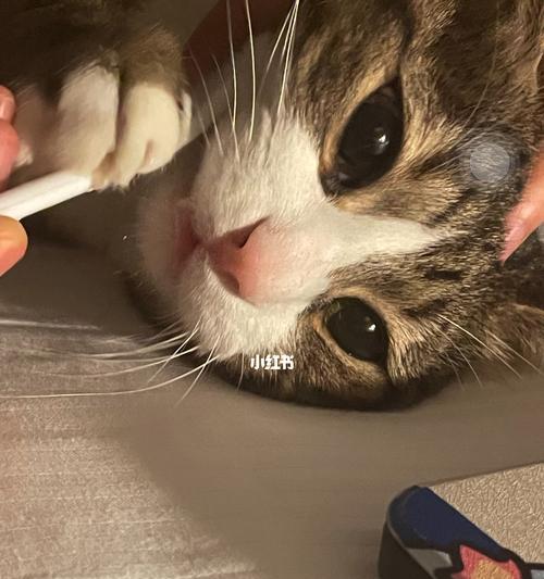 猫咪不配合，也需要刷牙吗？（宠物护理的重要性及解决猫咪不配合刷牙的方法）