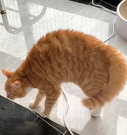 猫咪为何喜欢侧身躺？（探秘猫咪的侧身弓背行为，解读猫咪的身体语言）