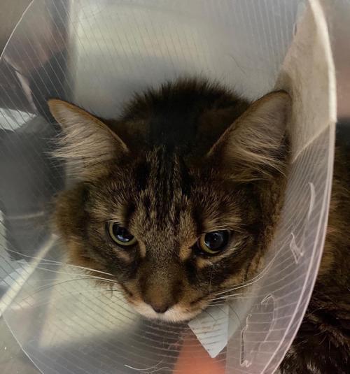 解决猫咪尿道疾病的有效手段（解决猫咪尿道疾病的有效手段）
