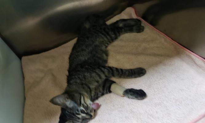 解决猫咪尿道疾病的有效手段（解决猫咪尿道疾病的有效手段）