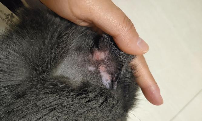 猫咪皮肤病防治指南（宠物主人必看，让你的猫咪远离皮肤病）