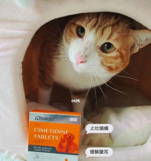 如何解决猫咪不定时呕吐问题（探究猫咪呕吐的原因与解决方法）