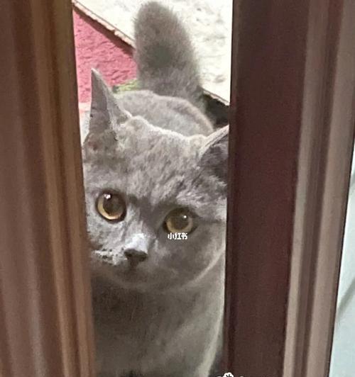 为什么猫咪肚子里面有气泡？（探究猫咪肚子里的气泡是什么以及原因）