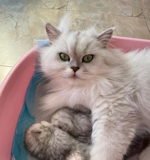 为什么猫咪肚子里面有气泡？（探究猫咪肚子里的气泡是什么以及原因）