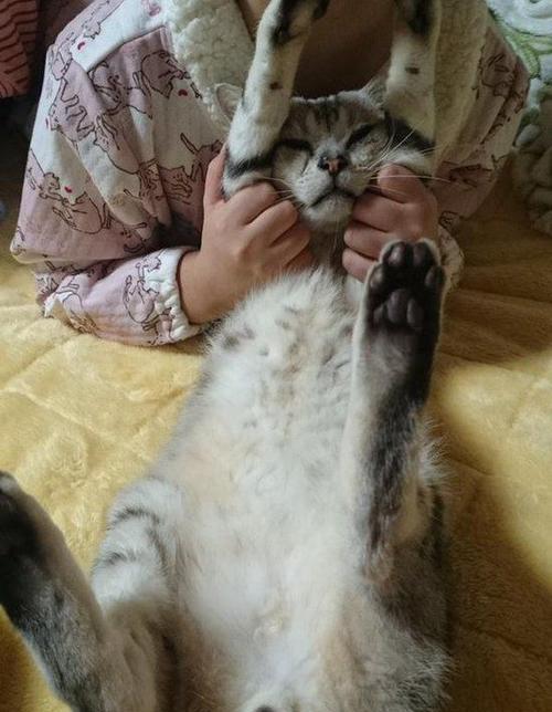 猫咪翻眠的危害及解决方法（如何避免猫咪翻眠对宠物健康的影响）