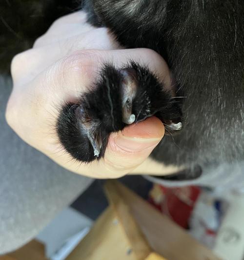 猫咪指甲防刮神器——防抓指甲套（如何为宠物猫提供更好的护理与保护）
