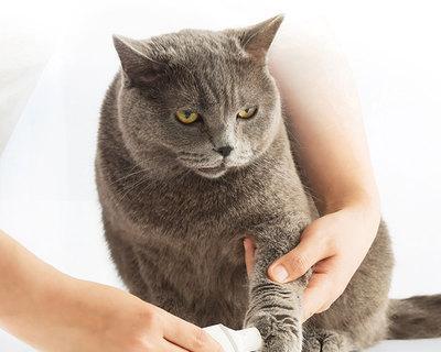 猫咪指甲防刮神器——防抓指甲套（如何为宠物猫提供更好的护理与保护）