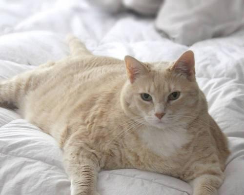 猫咪肥胖程度详解（以猫咪肥胖标准图为依据，了解猫咪肥胖问题及预防方法）