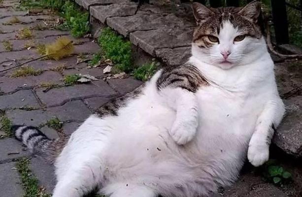 猫咪肥胖程度详解（以猫咪肥胖标准图为依据，了解猫咪肥胖问题及预防方法）