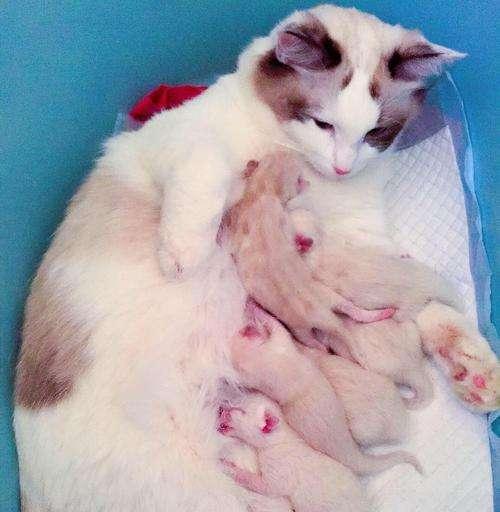 猫咪的奇怪行为——疯狂踩奶还叫（探究猫咪踩奶的原因与意义）