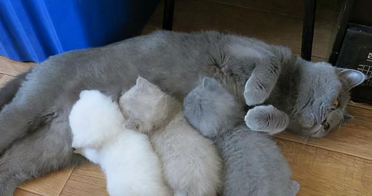猫咪的奇怪行为——疯狂踩奶还叫（探究猫咪踩奶的原因与意义）