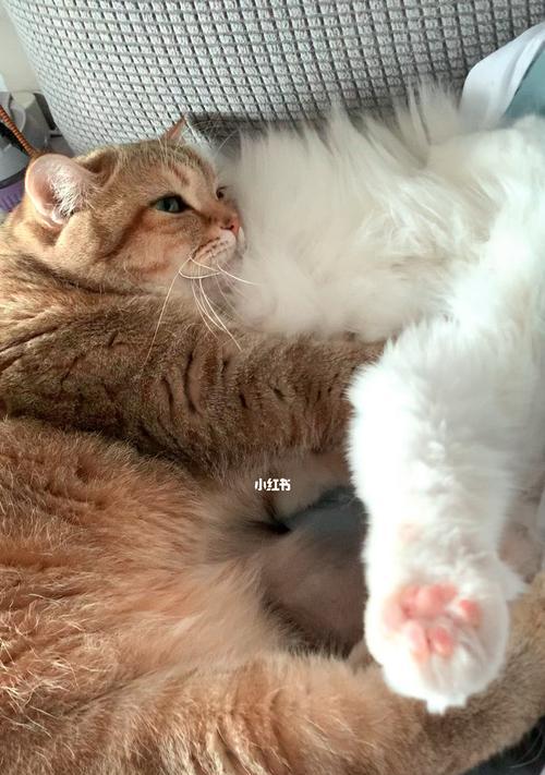 猫咪的奇怪行为——疯狂踩奶还叫（探究猫咪踩奶的原因与意义）