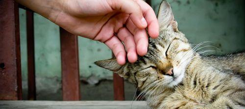 揭秘猫咪饮水机原理！（以猫咪呼噜声为灵感，让宠物更健康！）