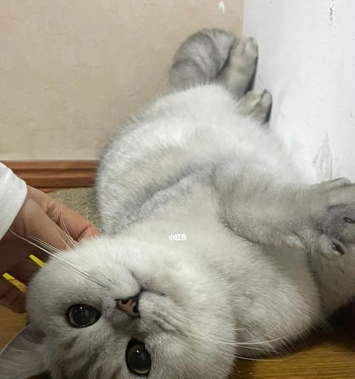 让爱宠更健康！——猫咪节育的重要性（节育后还会叫吗？以及猫咪节育的好处和注意事项）