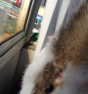 揭秘猫咪菊花里有东西的真相（猫咪的隐私到底有多私？）