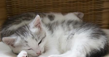 猫咪喉咙卡骨头，该怎么办？（以猫咪卡骨头表现为主题，教你怎样避免猫咪卡骨头）