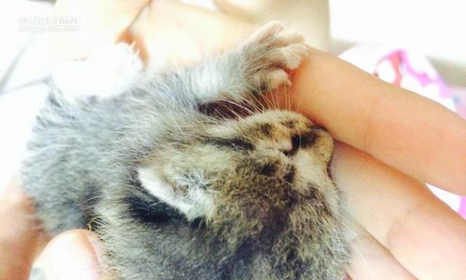 猫咪喉咙卡骨头，该怎么办？（以猫咪卡骨头表现为主题，教你怎样避免猫咪卡骨头）