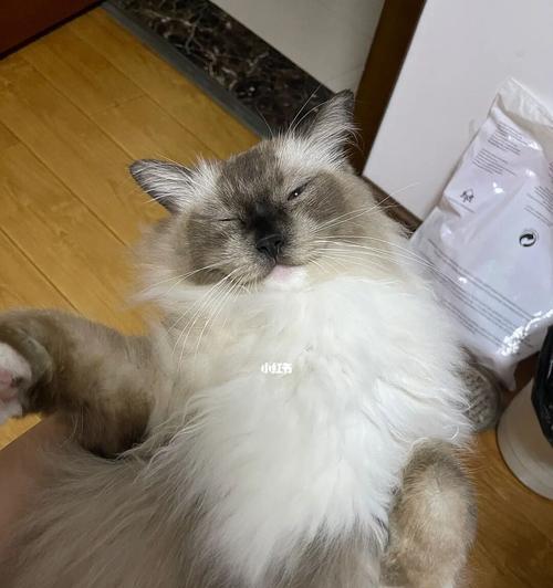 猫咪喉咙卡骨头，该怎么办？（以猫咪卡骨头表现为主题，教你怎样避免猫咪卡骨头）