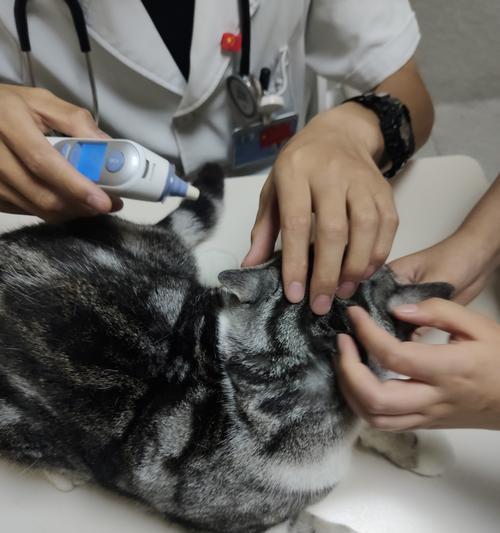 猫咪未打疫苗如何进行绝育手术（以宠物为主，避免健康风险的正确处理方法）