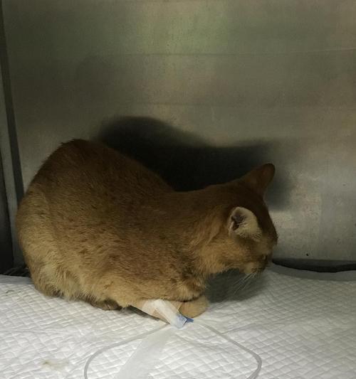 猫咪皮下补液——正确位置及注意事项（宠物养护，了解正确的皮下补液方法）