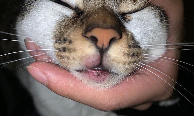 猫咪肉脚发炎，如何避免？（探讨猫咪脚发炎溃疡的原因及预防方法）