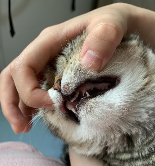 猫咪肉脚发炎，如何避免？（探讨猫咪脚发炎溃疡的原因及预防方法）