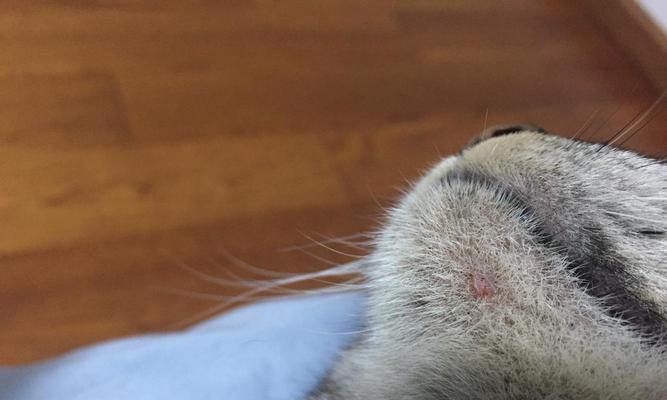 猫咪身上黑点、皮削与脱毛问题解析（了解猫咪身体信号，重视病情与治疗）