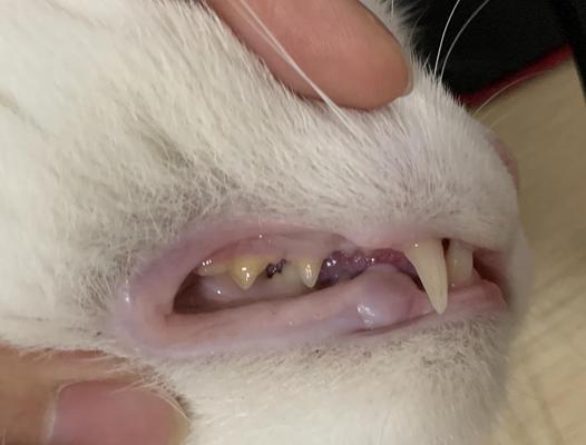 猫咪肾结石的成因、症状及治疗方法（宠物主人必看！了解猫咪肾结石的成因和预防措施）