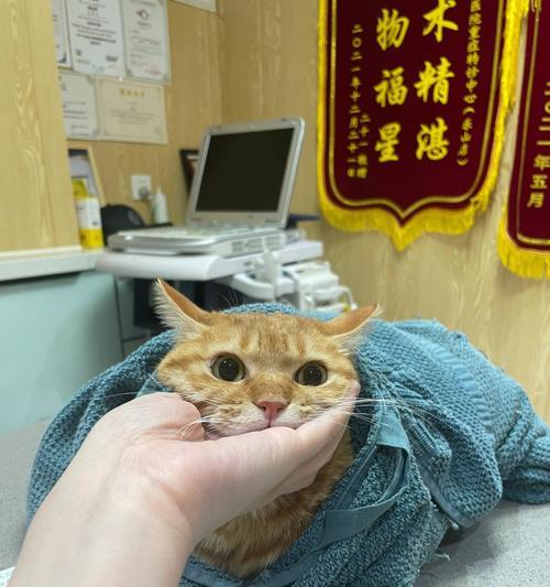 猫咪受伤不动不吃不喝怎么办？宠物主人必看！