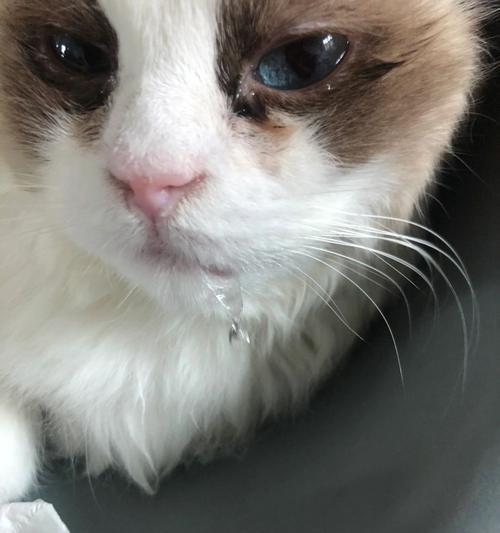 猫咪舔嘴唇的原因解析（从生理和心理两方面解读猫咪舔嘴唇的现象）