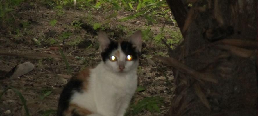 猫咪瞳孔受伤，如何应对变大变圆？（探究猫咪瞳孔变大的原因、如何及时处理猫咪瞳孔受伤？）
