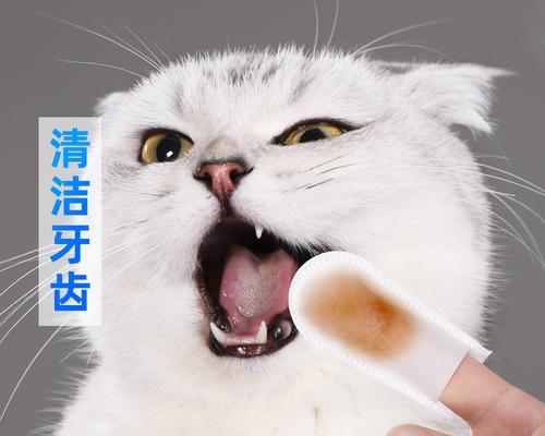 小猫口臭怎么办？（宠物口臭的原因和解决方法）