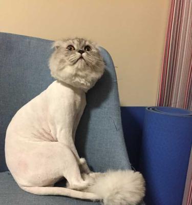 猫咪吐黄水掉毛，解决方法大揭秘（让你的爱猫摆脱不适，健康快乐生活）