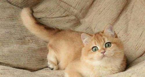 猫咪吐毛怎么办？（宠物喵星人的消化问题与健康建议）