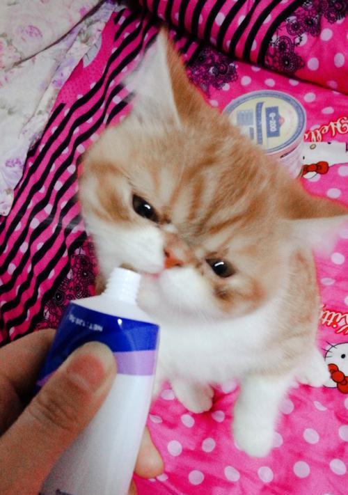 猫咪吐毛怎么办？（宠物喵星人的消化问题与健康建议）