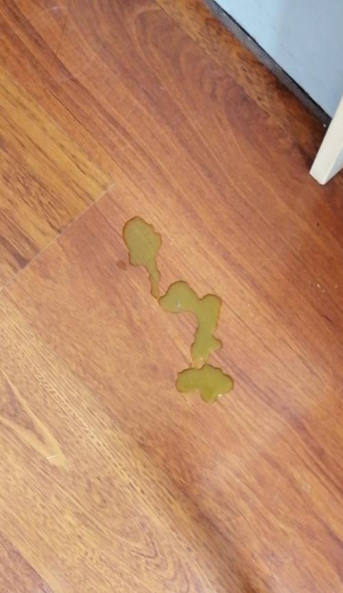 猫咪吐猫粮与黄水——宠物喂养必须知道的注意事项（了解猫咪消化系统，预防猫粮过敏和腹泻）
