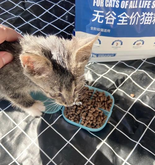 猫咪吐猫粮的原因及解决办法