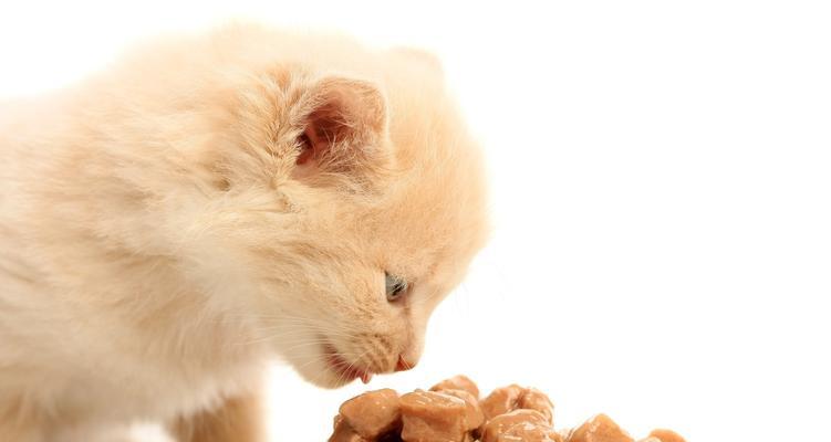 猫咪吐猫粮的原因及解决办法