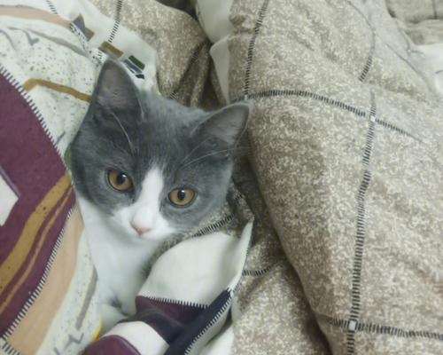 如何为发烧的猫咪选择合适的退烧药（猫咪发烧不退？这些药物效果）