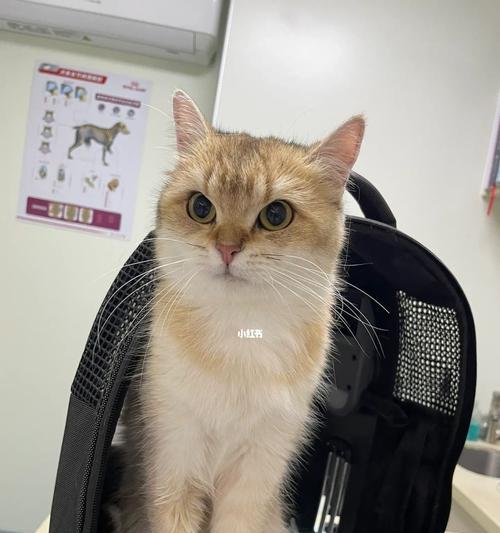 猫咪胃炎传染（了解猫咪胃炎的症状和预防方法，让你的宠物健康无忧）