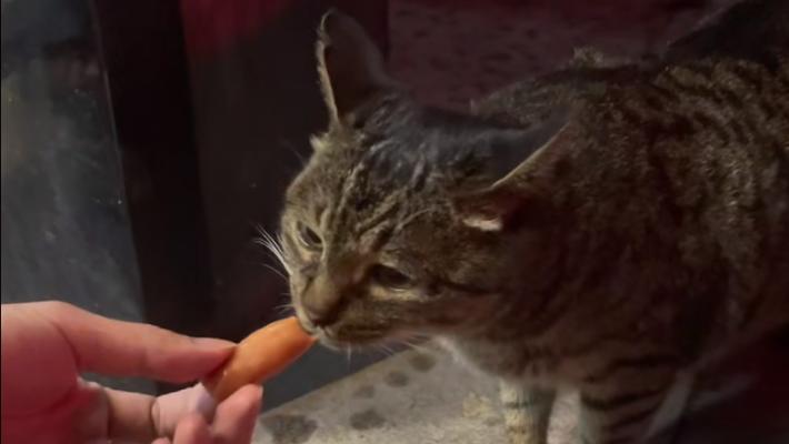 猫咪吃香肠的正确方式（以宠物为主，让猫咪健康成长）