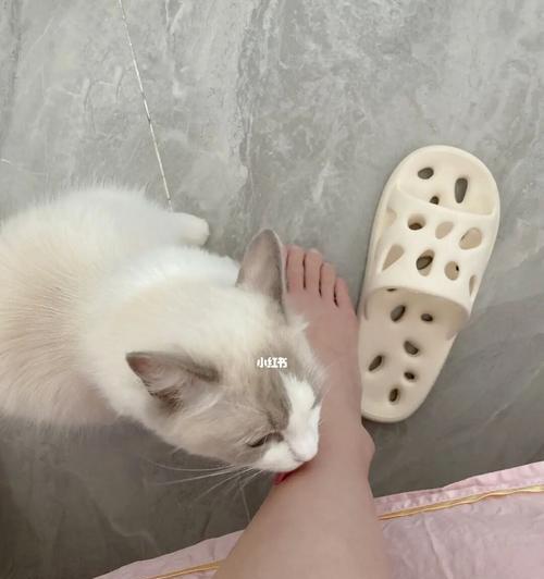 猫咪喜欢玩我脚，背后的秘密（解析猫咪为何喜欢蹭脚，你知道其中的奥妙吗？）